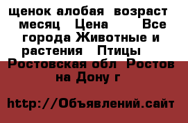 щенок алобая .возраст 1 месяц › Цена ­ 7 - Все города Животные и растения » Птицы   . Ростовская обл.,Ростов-на-Дону г.